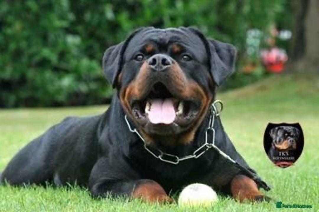 Rottweiler dogs for sale: Top Quality KC Reg Rottweiler Puppies for sale - Advert 21