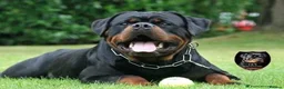 Rottweiler dogs for sale: Top Quality KC Reg Rottweiler Puppies for sale - Advert 19