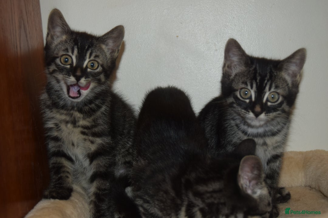 Bengal cats for sale: BEAUTIFUL HALF BENGAL KITTENS - Image 4