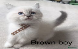 Ragdoll cats for sale: Ragdoll kittens for sale - Image 2