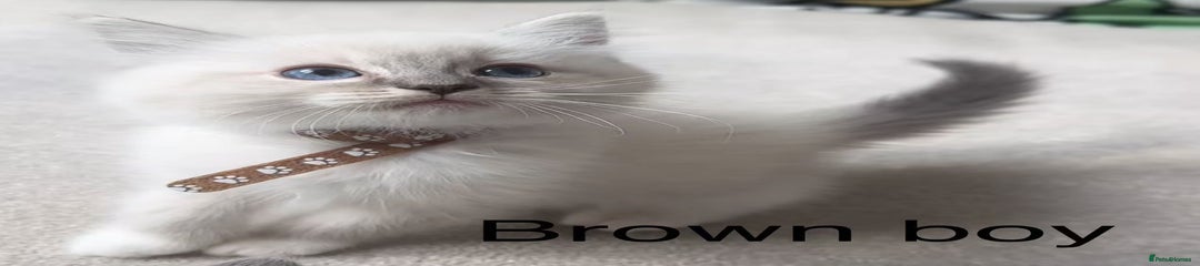 Ragdoll Kitten 2