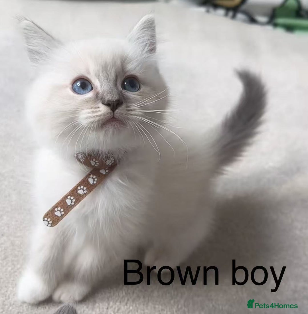 Ragdoll cats for sale: Ragdoll kittens for sale - Image 2