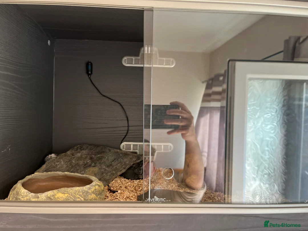 Corn Snake reptiles for sale: Hypo blood red corn snake female in Plymouth - Advert 15