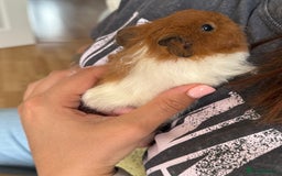 Guinea Pig rodents for sale: 2 beautiful female guinea pigs  - Image 5