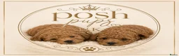 Toy Poodle dogs for sale: 🐾meet Tallulah‘s beautiful litterof3 girlsand1boy - Advert 9