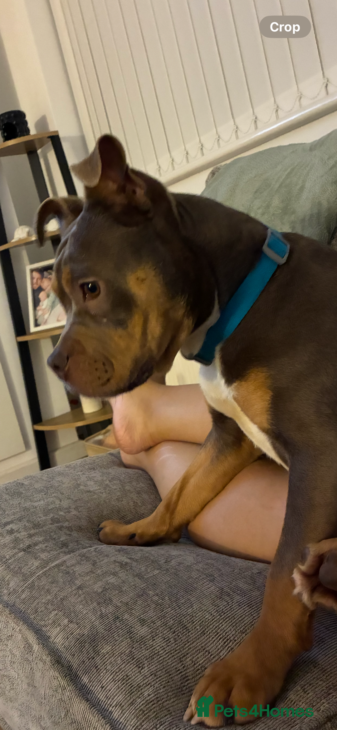 Mixed Breed dogs for sale: 11 month Old Bulldog/Cane Corso Mix - Advert 2