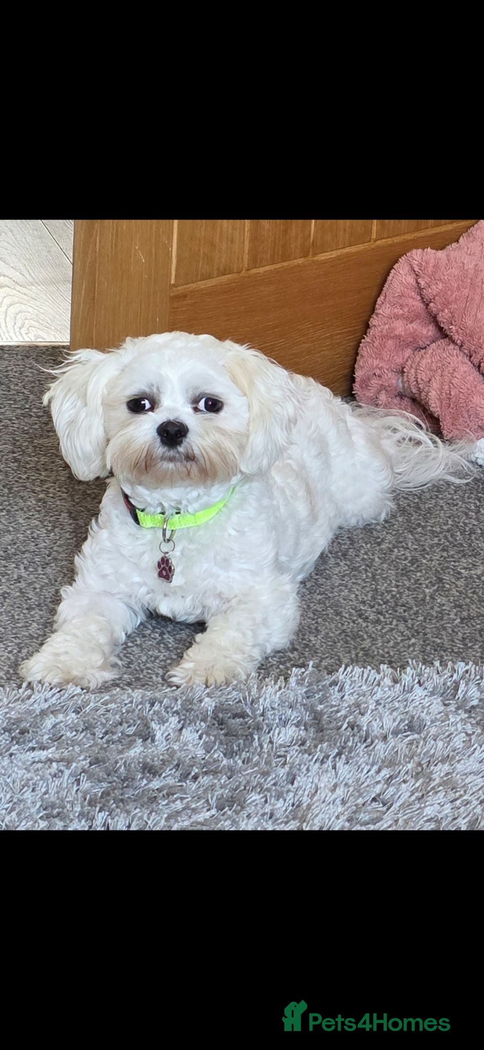 Mixed Breed dogs 4 beautiful pups for sale - Advert 1