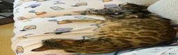 Mixed Breed cats for sale: Bengal x kittens  - Advert 3