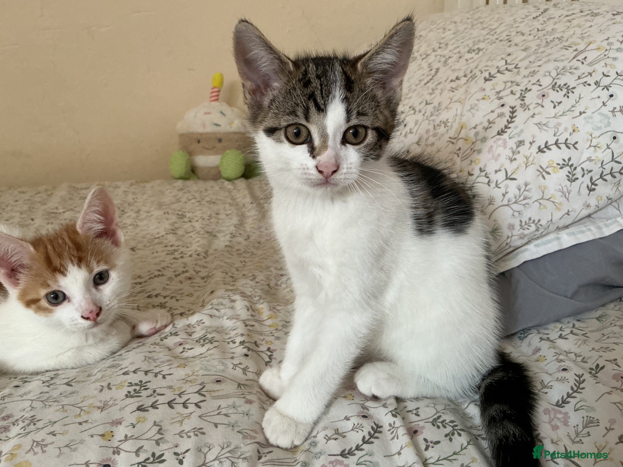 Mixed Breed cats 4 adorable kittens, looking for their new homes - Advert 2