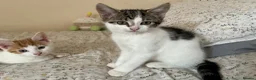 Mixed Breed cats for sale: 4 adorable kittens, looking for their new homes in Bedford - Advert 2
