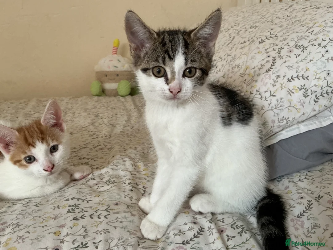 Mixed Breed cats for sale: 4 adorable kittens, looking for their new homes in Bedford - Advert 2