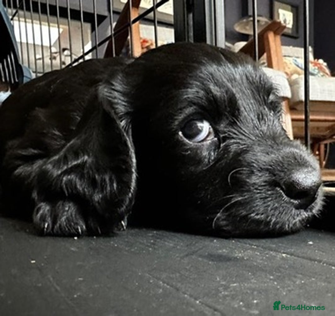 Cockapoo dogs for sale: Exceptional cockapoo pups- 1 Boy, 1 Girl left!! - Image 20