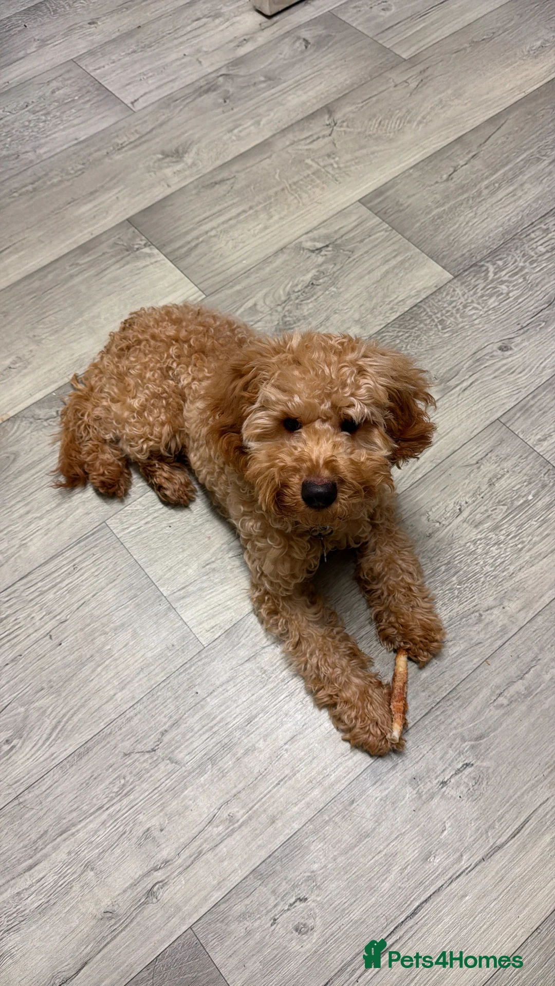 Cockapoo dogs for sale: Cockapoo puppy for sale (URGENT) - Advert 5