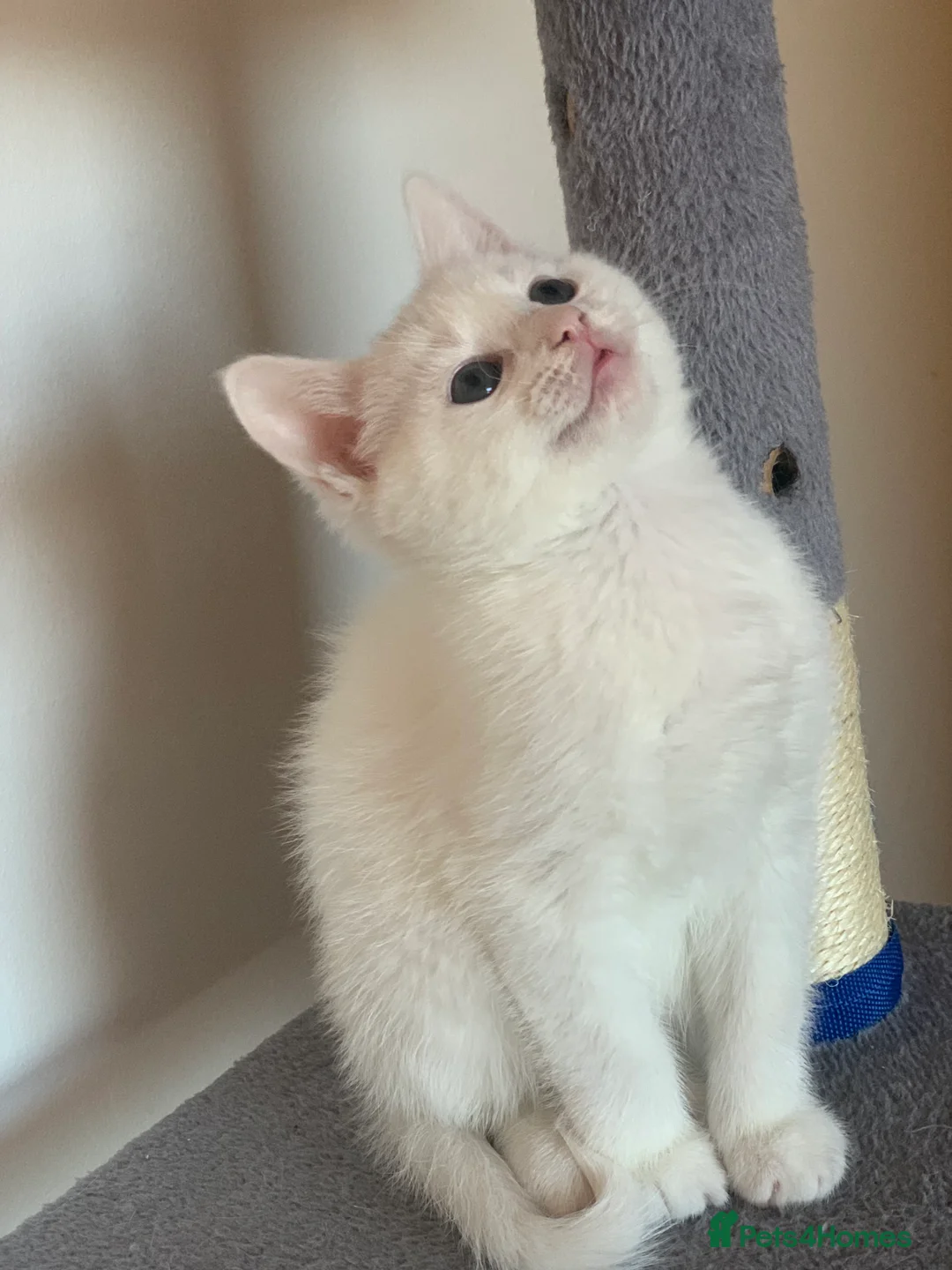 British Shorthair cats for sale: Ragdoll/BSH and Domestic mixed kittens - Advert 15