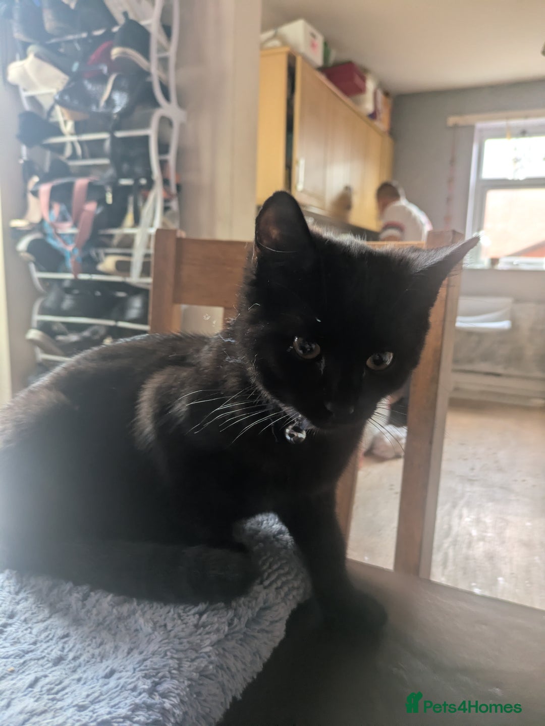 British Shorthair cats for sale: Male kitten - Image 2