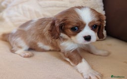 Cavalier King Charles Spaniel dogs for sale: KC Beautiful Cavalier King Charles puppies - Image 16