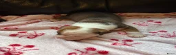 Mixed Breed dogs for sale: Old tyme/ old english bulldogs - Advert 17