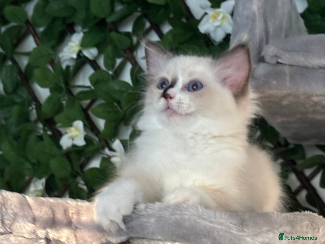 Ragdoll cats for sale: TICA, DNA tested, 5 gen pedigree  - Image 27