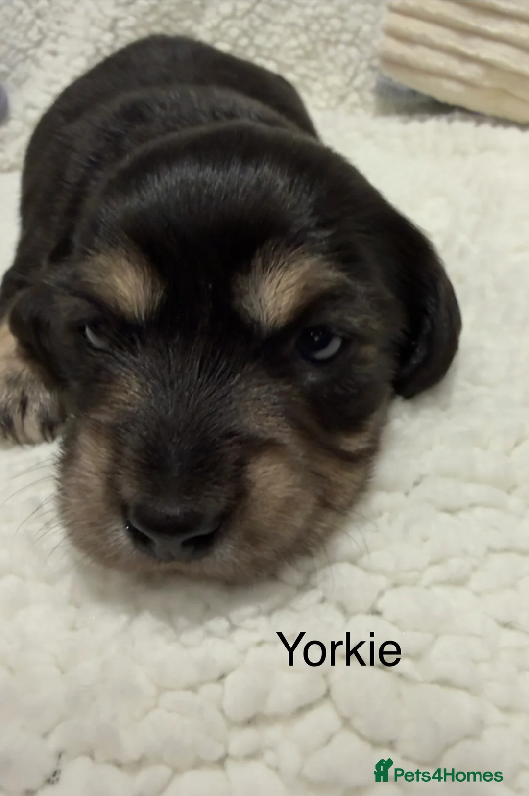 Dachshund dogs for sale: Stunning Miniature Dachshund Puppies family raised in Rowley Regis - Advert 20