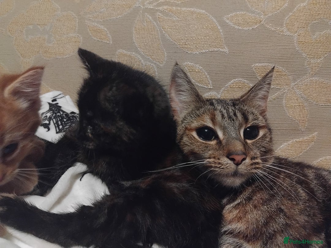 Mixed Breed cats for sale: 3 adorable 6 week old kittens. - Image 10