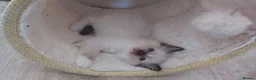 Ragdoll cats for sale: RAGDOLLS GIRL SEAL POINT BLUE EYES  - Advert 12