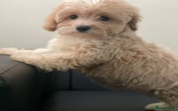 Maltipoo dogs for sale: Adorable F1 Maltipoo Puppies - Image 1