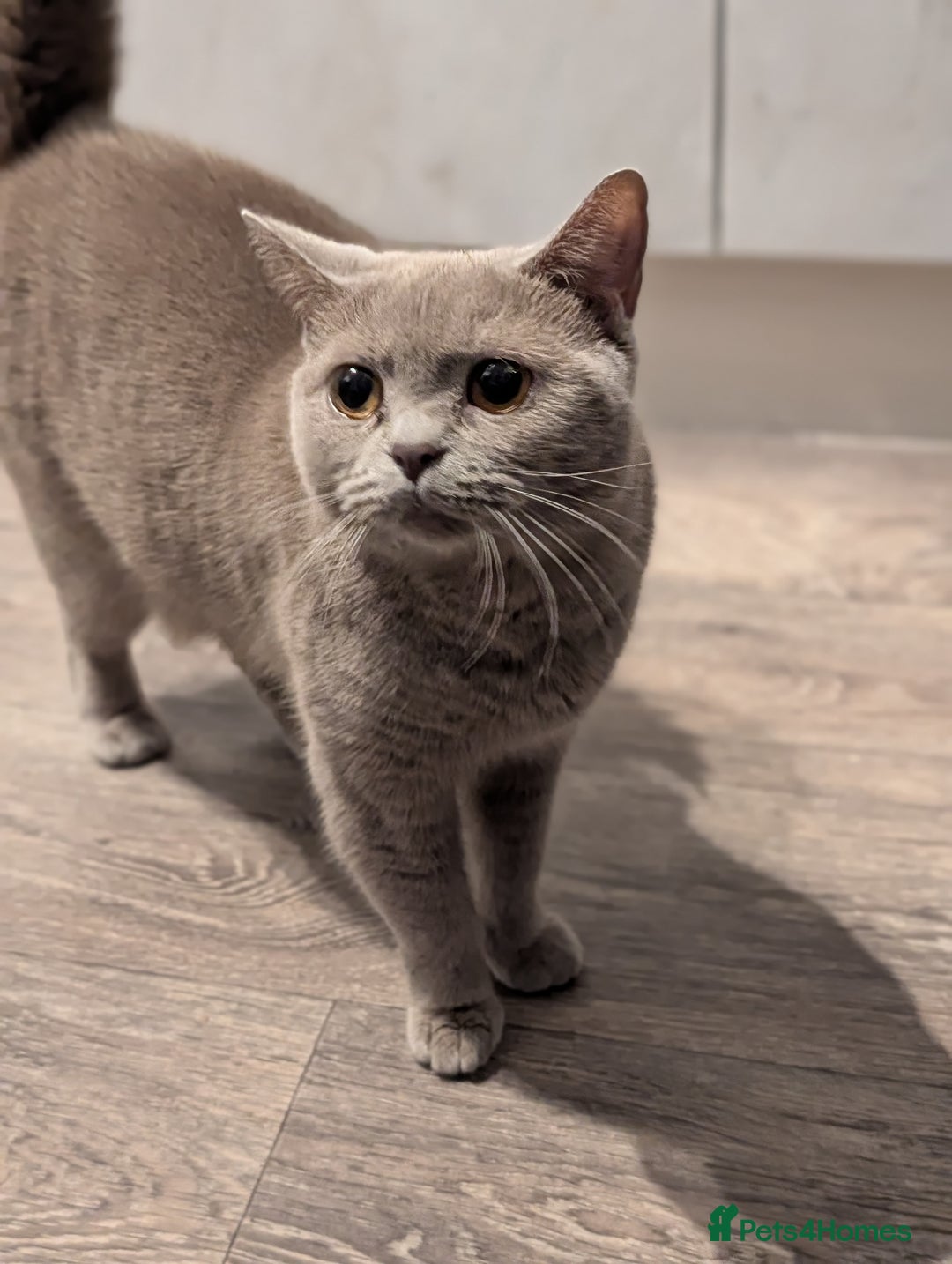 British Shorthair cats for sale: Lilac BSH Queen 2.5y old looking for new home - Advert 4