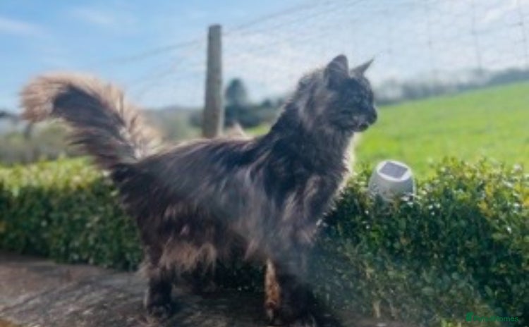 Maine Coon cats - Advert 1