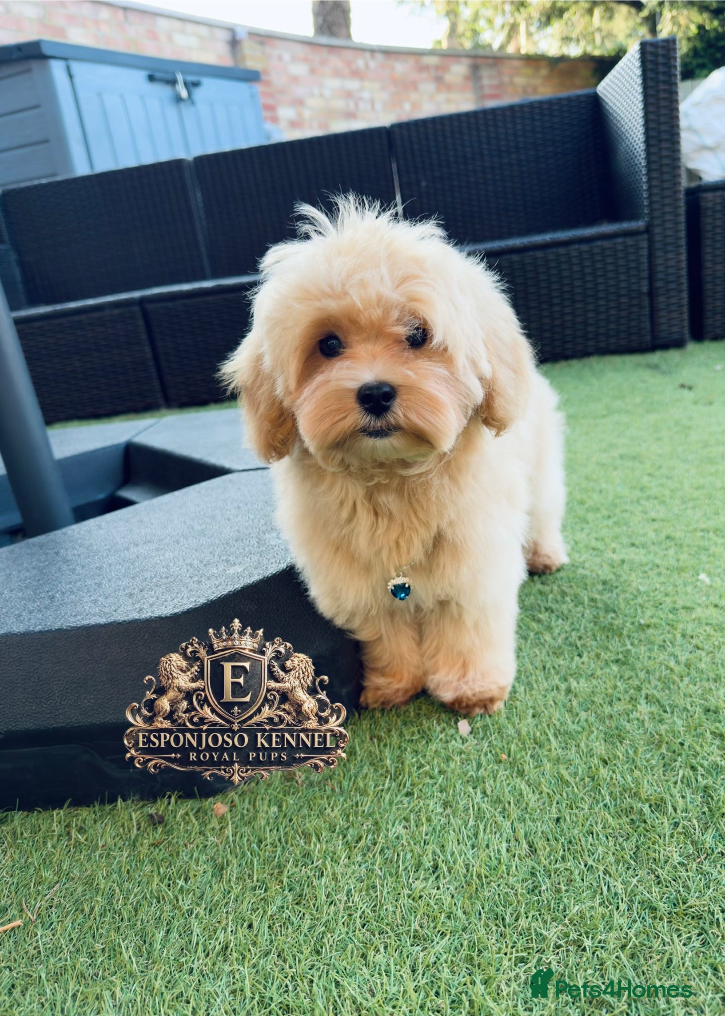 Maltipoo dogs for sale: 👑 Last Exquisite Esponjoso Royal maltipoo Boy 👑 - Advert 7