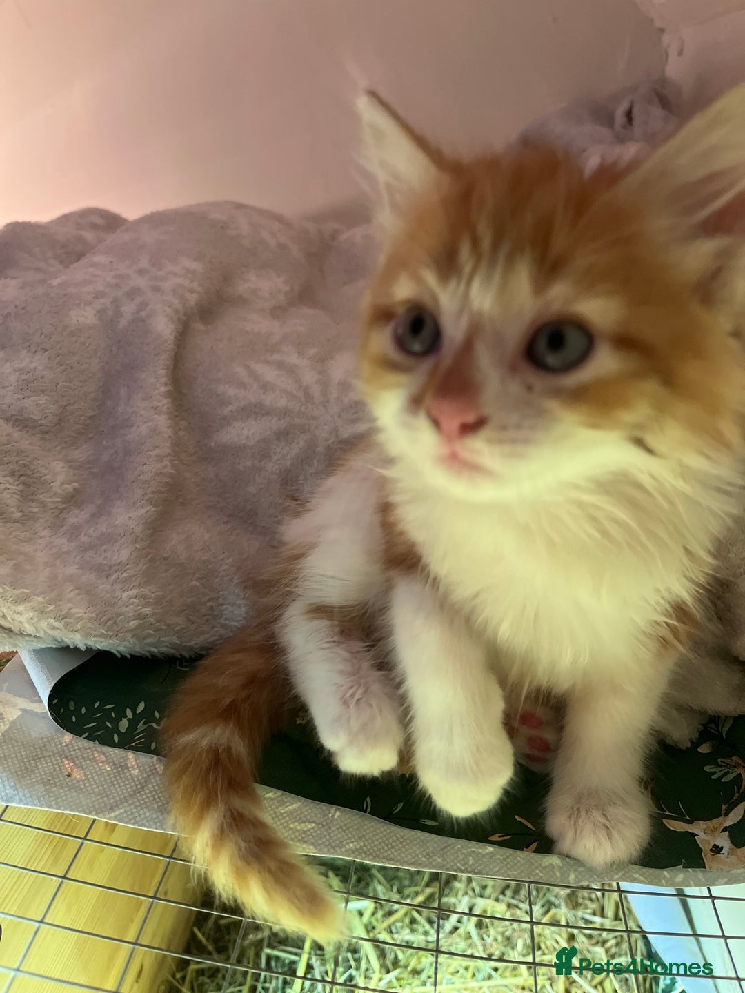 Mixed Breed cats for sale: Gorgeous ginger fluffy male kitten  - Advert 4