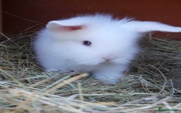 Lionhead rabbits for sale: Beautiful baby bunnies looking for an amazing home - Image 5