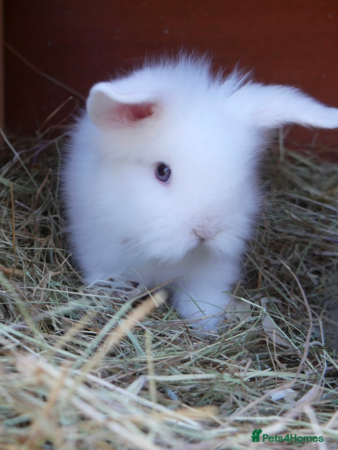 Lionhead rabbits for sale: Beautiful baby bunnies looking for an amazing home - Image 5