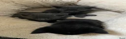 Mixed Breed cats for sale: Grey and black kittens  - Advert 3