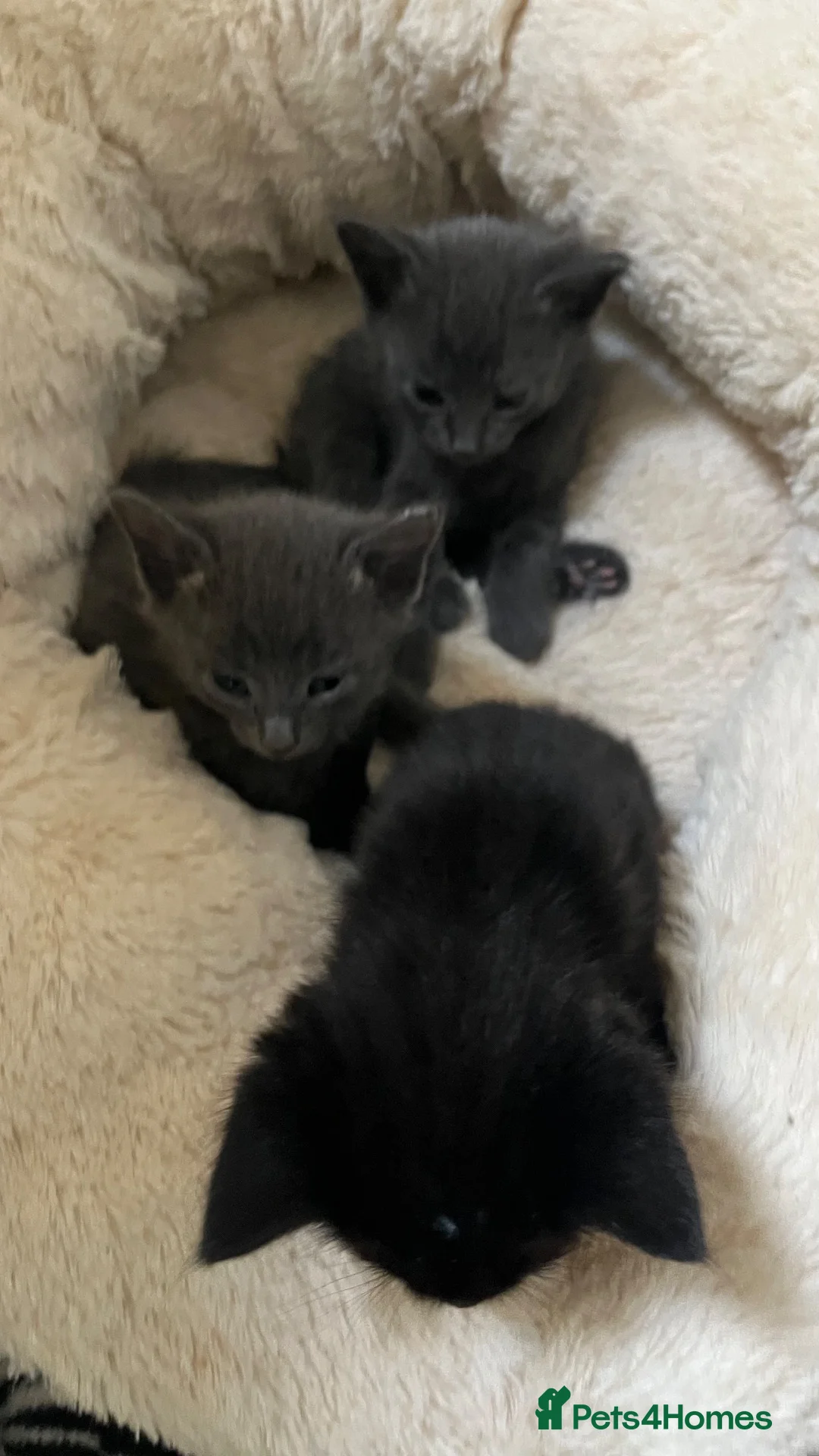 Mixed Breed cats for sale: Grey and black kittens  - Advert 3