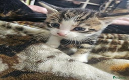 Mixed Breed cats for sale: Half Norwegian forest cat, and short haired  - Image 18