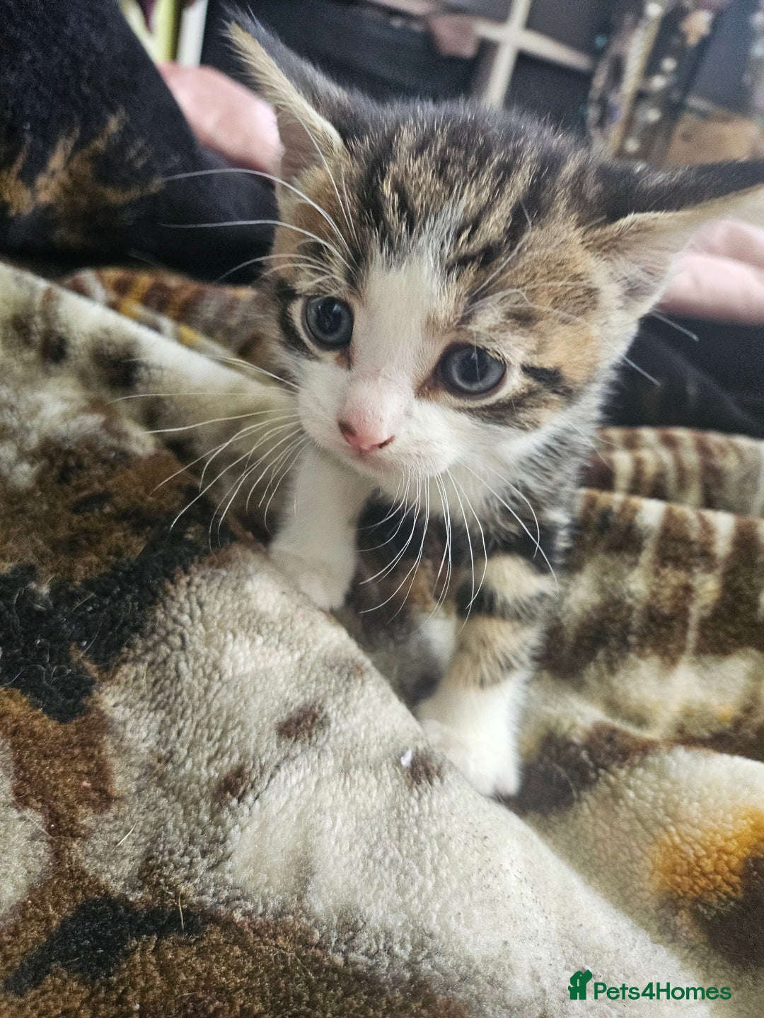 Mixed Breed cats for sale: Half Norwegian forest cat, and short haired  - Image 18