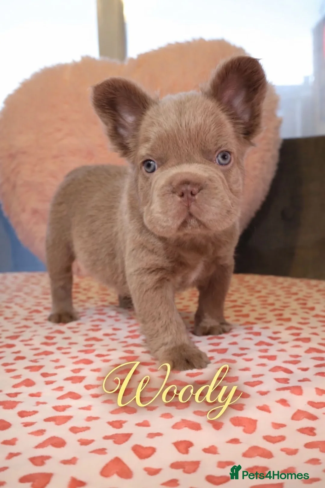 French Bulldog dogs for sale: French bulldog  - Advert 7