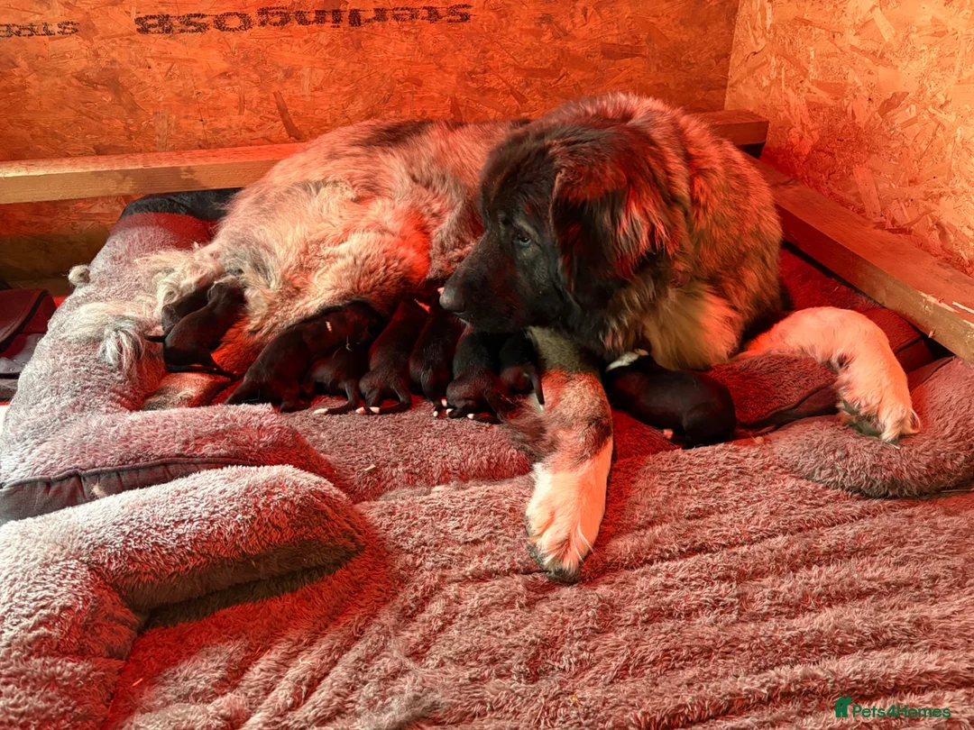 Caucasian Shepherd Dog dogs for sale: Coming soon! 11 pure bred Caucasian Shepherd pups. in Beith - Advert 16