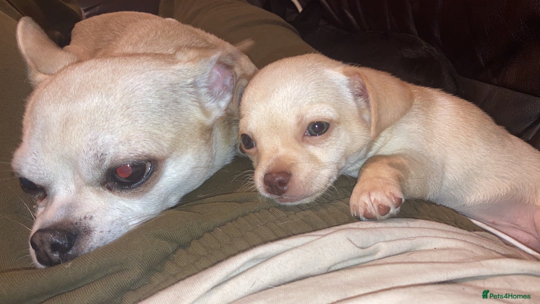 Chihuahua dogs for sale: Female Chihuahua puppy  - Image 2