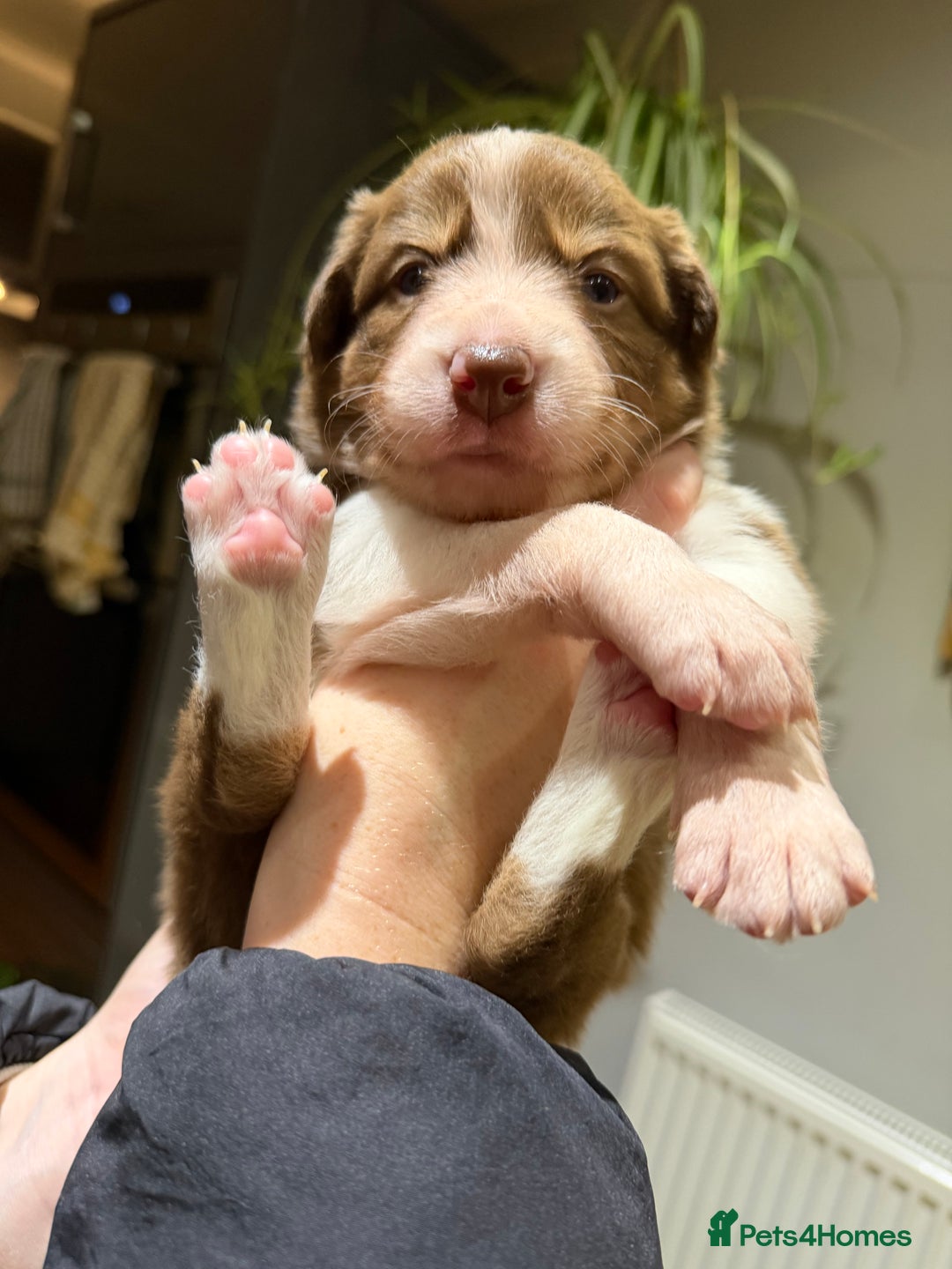 Border Collie dogs for sale: Red & white tri merle border collie puppies - Advert 15