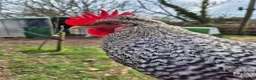 Chickens poultry for sale: Superb Male Chicks For Rehoming. in Dorchester - Advert 7
