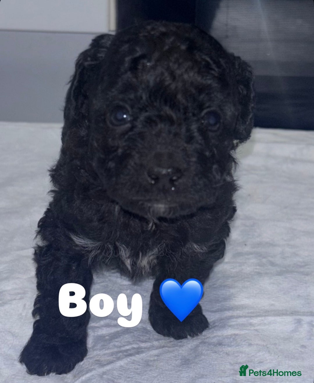 Toy Poodle dogs for sale: Adorable Toy Poodle puppies  - Advert 6