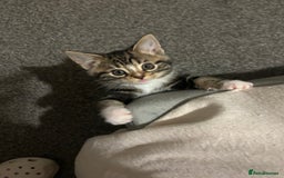 Mixed Breed cats for sale: *ONE LEFT* Beautiful long hair kittens - Advert 27