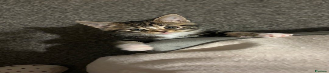 Mixed Breed Kitten 4