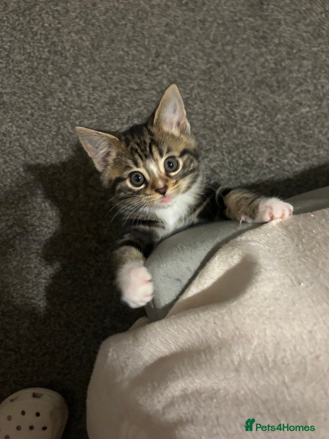 Mixed Breed cats for sale: *ONE LEFT* Beautiful long hair kittens - Advert 27