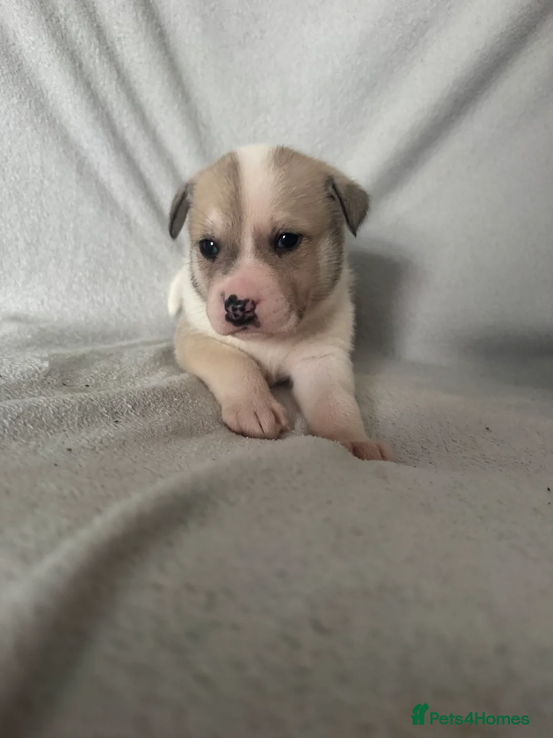 Mixed Breed dogs for sale: Akita cross  - Advert 4