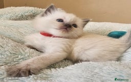 Ragdoll cats for sale: 7 beautiful fluffy Ragdoll cats.  - Image 26