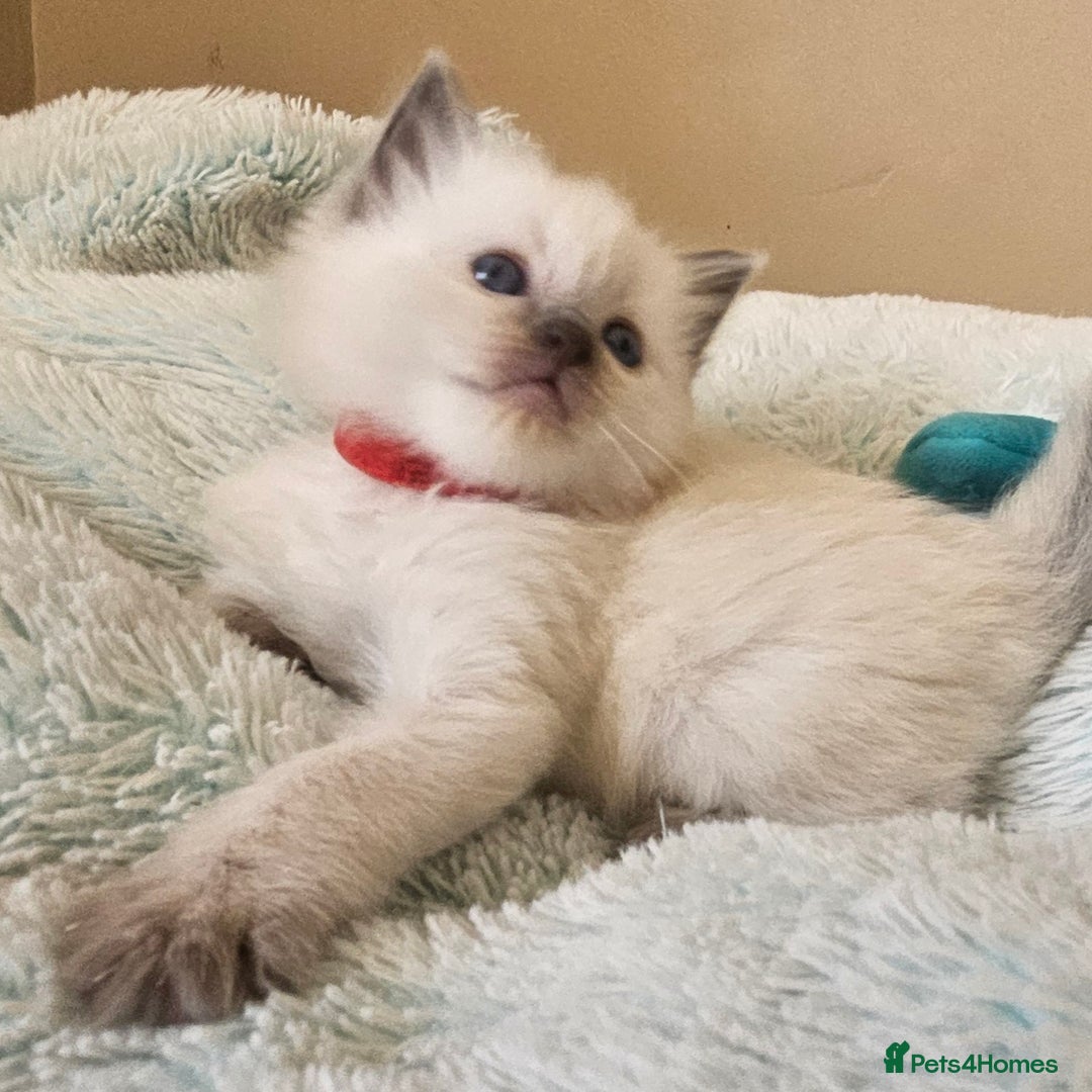 Ragdoll cats for sale: 7 beautiful fluffy Ragdoll cats.  - Image 26