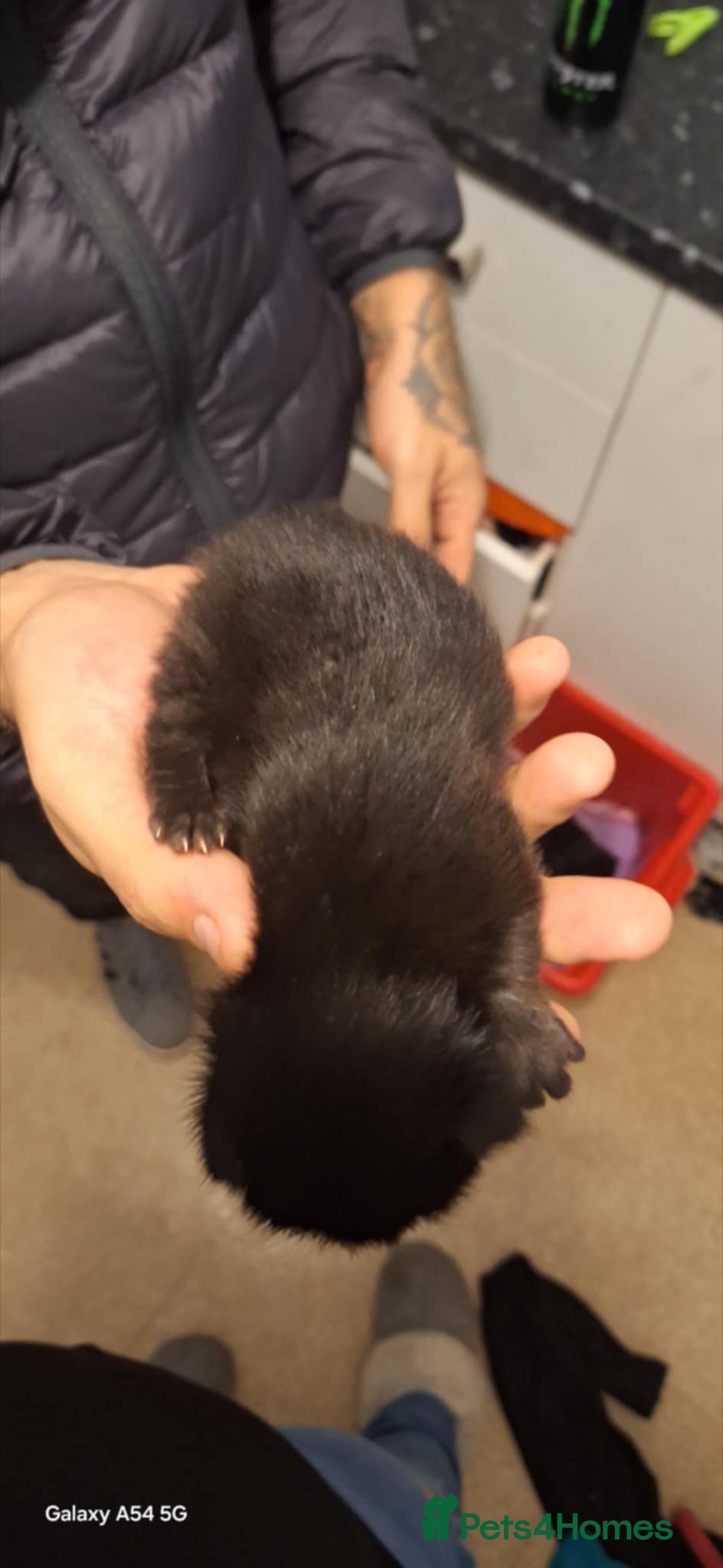 Brazilian Shorthair cats for sale: Kittens  - Advert 4