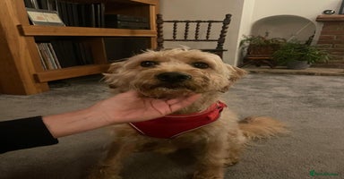 Mixed Breed dogs - Advert 1